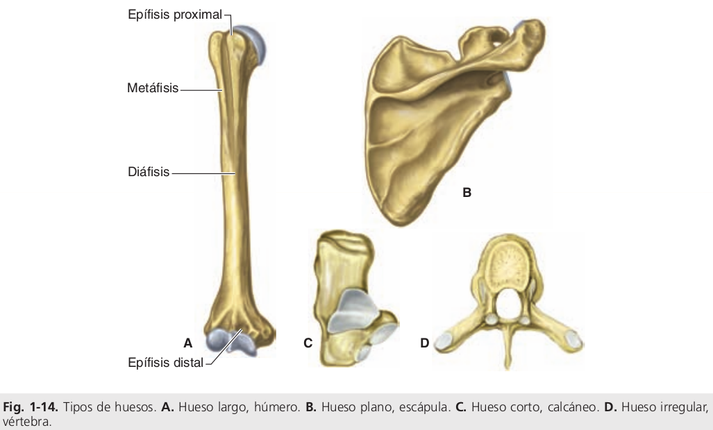 huesos 1.png